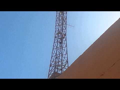 Crow defends its nest