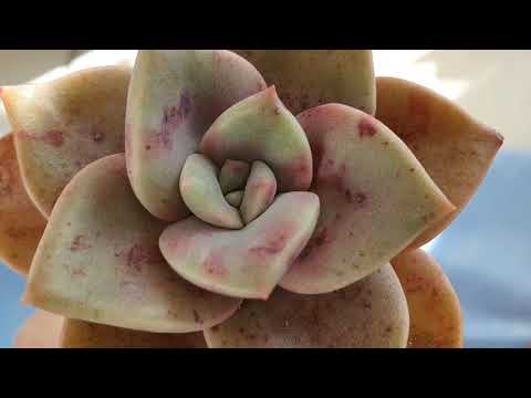 2019.  11. 20.  2년전에  득템했던 연봉입니다. 멋있게 컷죠?^^🤗💕