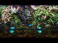 Ancient Ruins Reclaimed By Nature Story Paludarium Build
