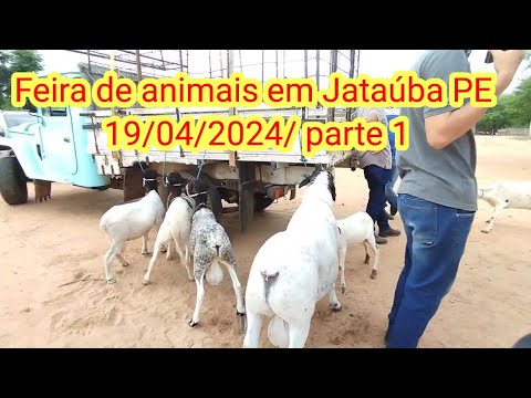 Feira de caprinos e ovinos Em Jataúba PE 19/04/2024/ parte 1