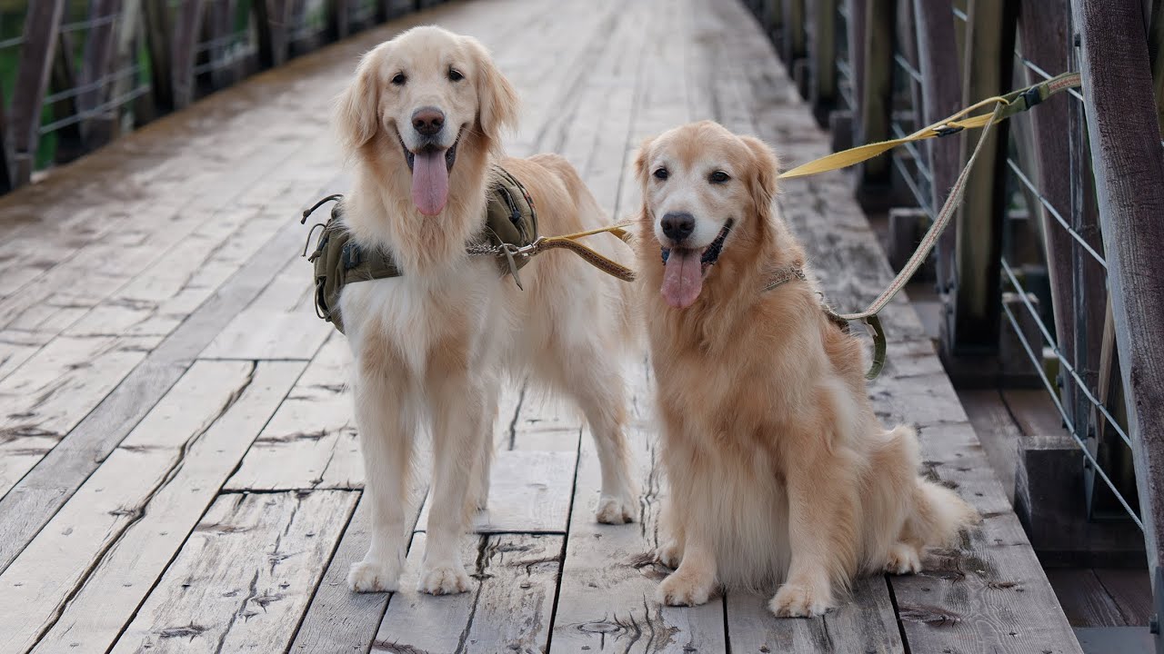 【ジョイ８歳】誕生日おめでとう（ございました）ライブ配信！