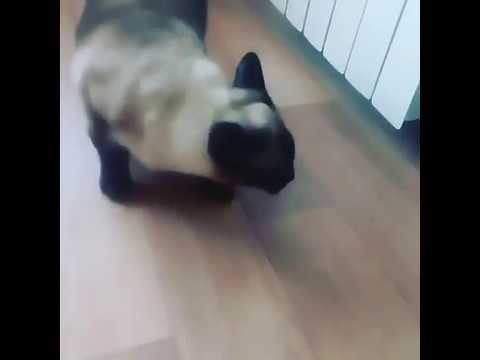 Не прошенные гости пришли)))