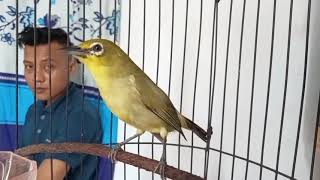 Download lagu pleci dakun Jatim jinak gacor full isian mp3 Download lagu pleci dakun Jatim jinak gacor full isian mp3