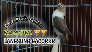 Download lagu Lovebird Ngekek Panjang, 100% Jitu Memancing Lovebird DIAM JARANG BUNYI Langsung NYAUT mp3