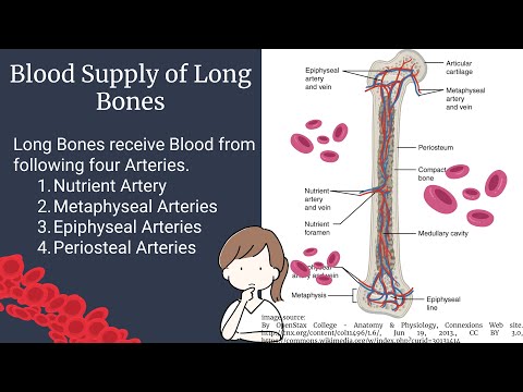 Blood Supply of Long Bones | Long Bone Anatomy | Novice Medic