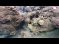 Exploring Singapore Diving Around Pulau Hantu