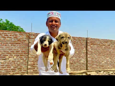 Cute Female And Male Dogs | Dogs Family Complete Ho Gayi 😍