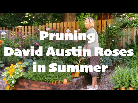 Pruning David Austin Roses in Summer