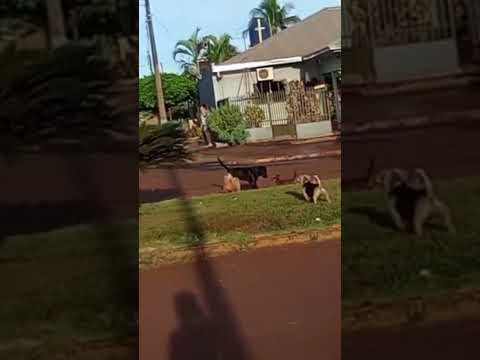 #Terra Nova Distrito do Alto Piquiri Paraná Obrigado amigo de você ter enviado o vídeo aqui para mim