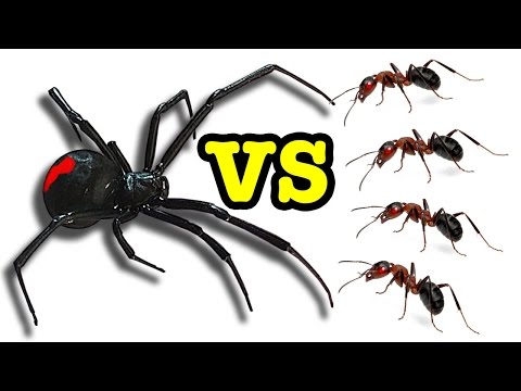 Killer Spider Vs Killer Ants The Ultimate Educational Bug Battle