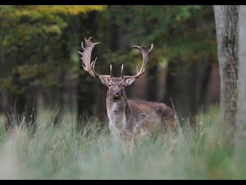 Damhirsch Gerettet #Damwild #Wild#Jagd#Hunting