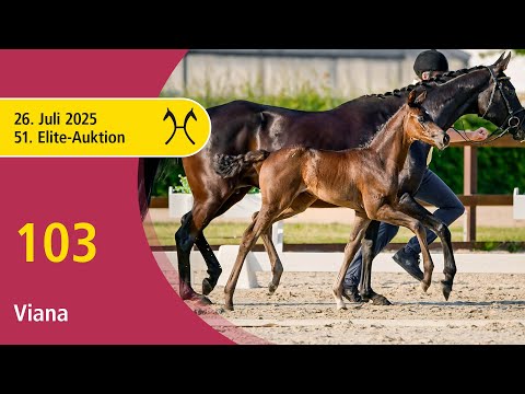 No. 103 Viana by Von Und Zu - Fürstenball | 51st Elite Foal Auction - OnLive – July, 26th