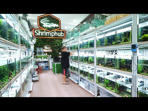 183 Aquariums of Rare Shrimp in this Store! SHRIMP HUB Singapore (Full Tour)