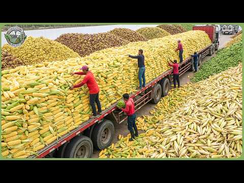 Amazing 2026 Peak Harvest Season - How Farmers Reap 650 Million Tons of Crops