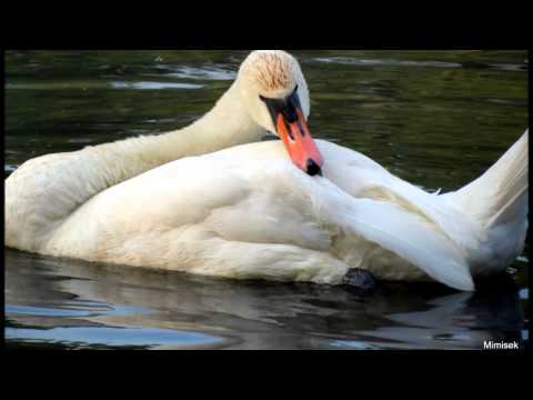 Michal Hrůza a Katarína Knechtová-Píseň labutí