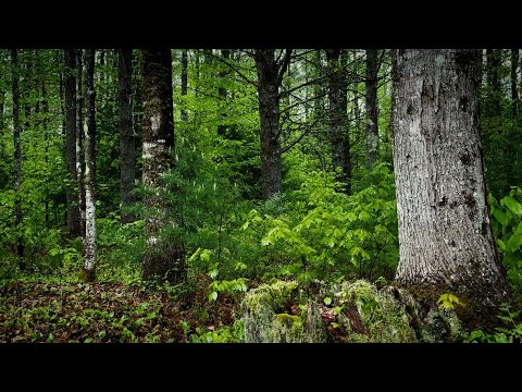 Maine Bird Sounds Spectacular : Morning Bird Sound