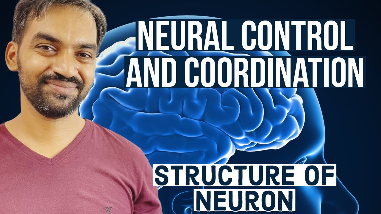 Neural control and coordination | Structure of Neurone