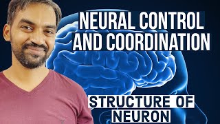 Neural control and coordination | Structure of Neurone