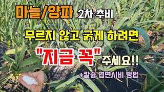  3월에 '이것' 안 뿌리면 마늘 농사 망칩니다! 굵고 단단한 마늘 만드는 비결, (붕사 무료증정) #마늘농…