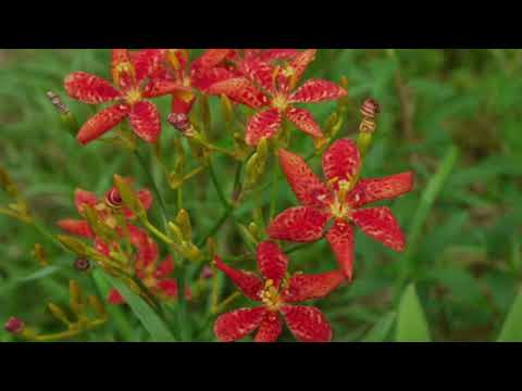 小山 薫：射干玉Ⅱ