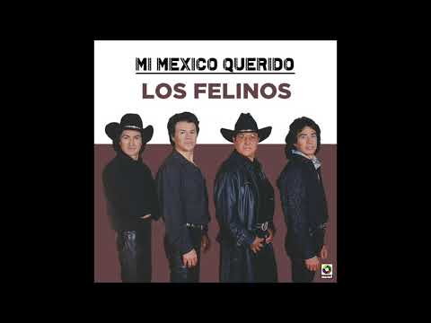 Los Felinos – La Mula Bronca (Audio Oficial)