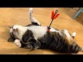 When Your Cat Deserves An Oscar For Best Comedian Funny Cat Videos
