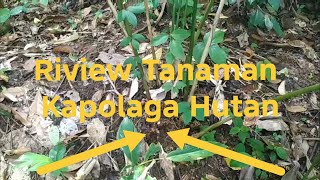 Download lagu Jujur review kaplaga di Kebun ini Murah Tapi Kualitasnya di Luar Dugaan! mp3