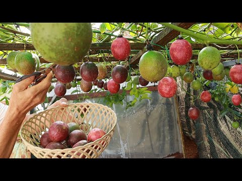 , title : 'No need for a garden - Growing passion fruit at home gives unexpected yield'