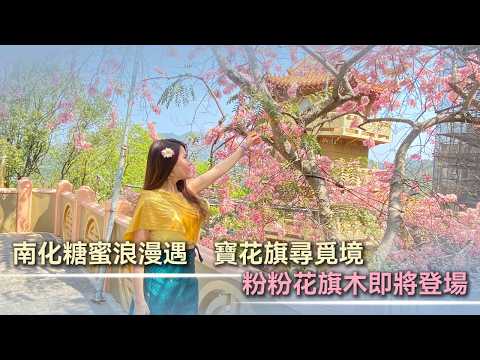 「2026南化糖蜜浪漫遇 寶光花旗尋覓境」粉粉花旗木即將登場-華傳媒