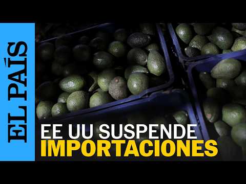 MÉXICO reforzará seguridad en MICHOACÁN para reanudar EXPORTACIÓN de AGUACATE a Estados Unidos