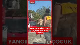 Antalya'da bir çocuk yangın bölgesinden keçisini böyle çıkardı #shorts