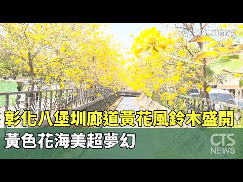 黃花風鈴木盛開　彰化八堡圳廊道黃色花海美超夢幻