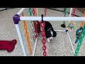 Miniature Bernese Mountain Dog dogs for sale: Tuffy - Video 1