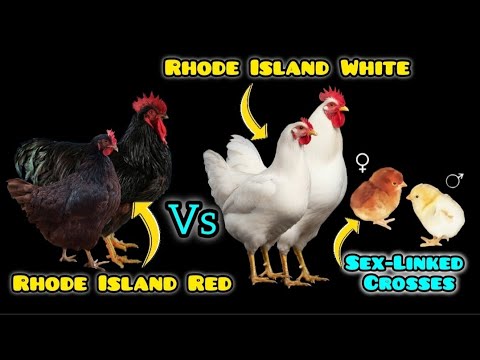 Rhode Island Red VS White: The ONLY 2 Breeds That Let You Color-Sex Chicks at Hatch.