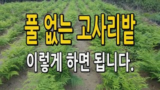 풀 없는 고사리밭 만들기 노하우 방법 공개합니다. 고사리농사에서 가장 어렵고 힘든 잡초관리법 이렇게 하면 됩…