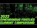 2022 SYNCHRONOUS FIREFLIES Elkmont Campground FOOTAGE OF THE FIREFLIES.