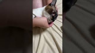 お薬をねじ込まれたせいで虚無感に苛まれる猫