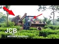 JCB Tries To Rescue Baby Elephant Stuck In Mud Mother Elephant Stops JCB