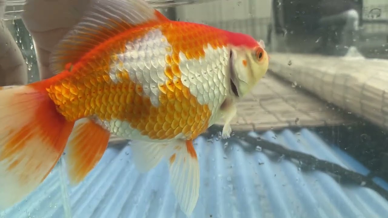 ジャンボ獅子頭no.5