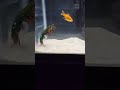 Mantis Shrimp Eats His Friend
