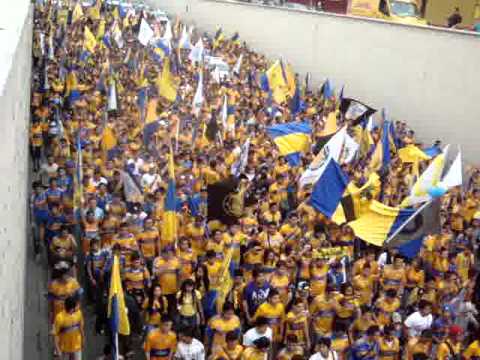 "Caravana LIBRES Y LOKOS Somos Incomparables" Barra: Libres y Lokos &bull; Club: Tigres