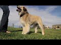 West Paw Jive Dog Ball