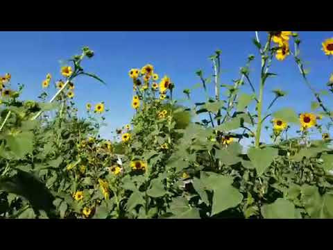 A FILIPINA IN ARIZONA