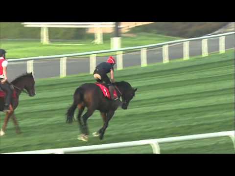 Dubai Racing's Laura King shares her Dubai Gold Cup tips