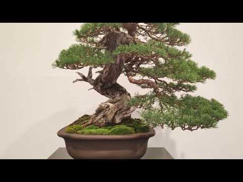The Trophy 2020   International Bonsai Show GENK BELGIUM #6