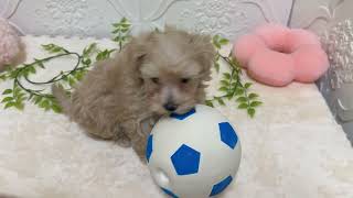 ハーフ犬の動画01