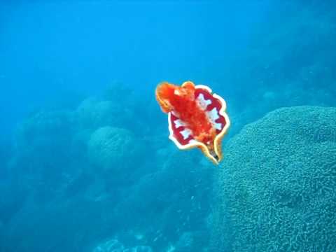 Spanish Dancer: Wavelength Snorkeling Great Barrier Reef.AVI