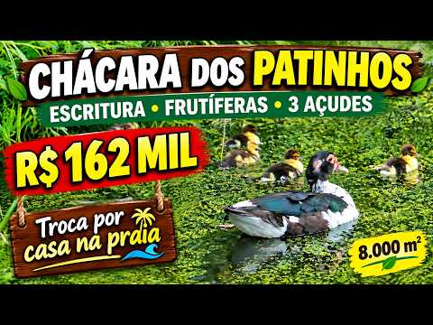 [1152] CHACRINHA ESCRITURADA EM CAMPESTRE 8.000 M² AÇUDE, FRUTÍFERAS R$ 162 MIL #chacrinha #sitio