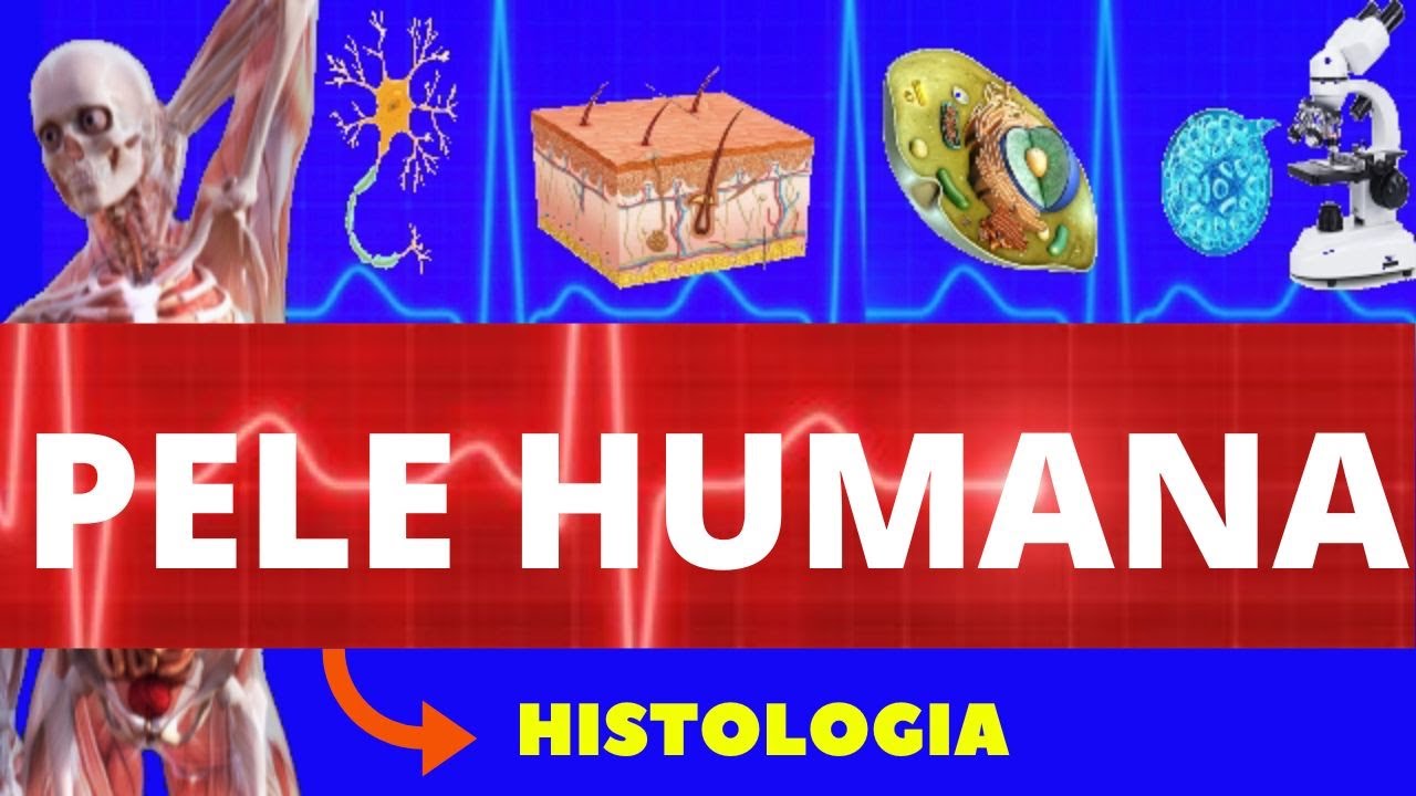 PELE HUMANA (ENSINO SUPERIOR) - HISTOLOGIA - SISTEMA TEGUMENTAR - PELE HUMANA COMPLETA