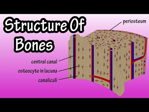 Structure Of Bone Tissue - Bone Structure Anatomy - Components Of Bones